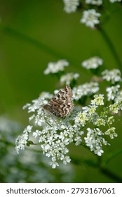 Macro photograph of a small patterned brown butterfly resting on wild white flowers against a vibrant blurred green background