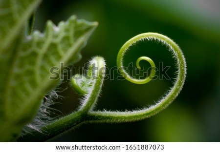 Macro photograph of a spiral shaped plant