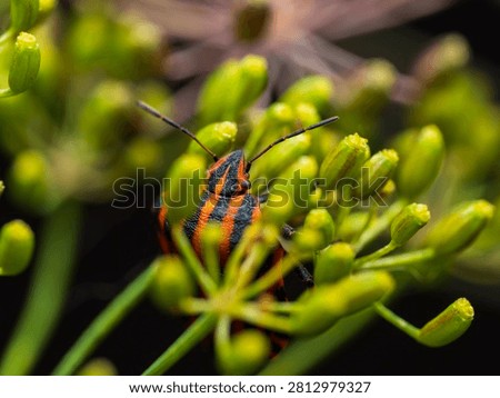 Macro photograph of a striped shield bug (Graphosoma italicum) hiding among fresh green dill flower buds. Natural wildlife close-up with shallow depth of field and vibrant colors.