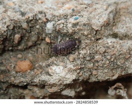 Macro photograph of a tiny dark beetle (Coleoptera, Order Insecta) moving on a rocky surface.