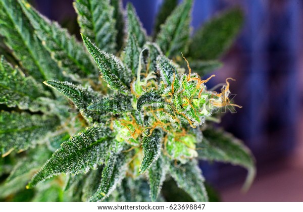 Macro Photograph Untrimmed Medical Marijuana Flower Stock Photo