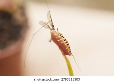 Macro photograph of a Venus flytrap trapping a mosquito. Fascinating carnivorous plant demonstrating natural predatory behavior