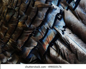 Macro Photograph Of Wild Turkey Feathers