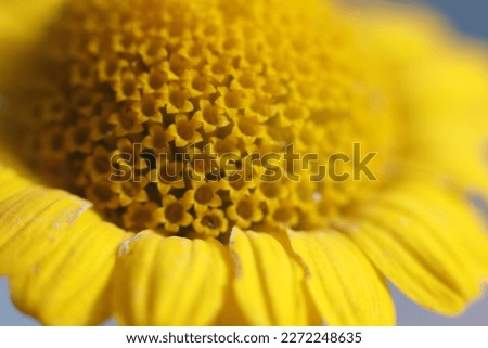 Macro photographs of a yellow flower, macro photographs show us the world as it is not usually seen. We employ specific machines to take these photographs.