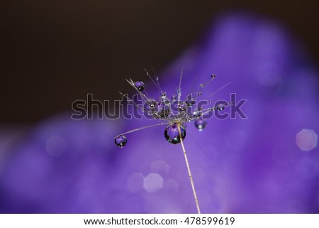 Similar – Kohlweißschmetterling auf Blutfelberich