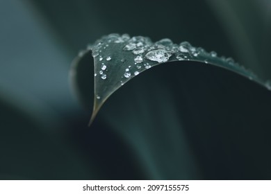 Macro photography of Agave Attenuata or Foxtail plant taken after the rain, showing detail of the leaf with water droplets and blurred background - Powered by Shutterstock