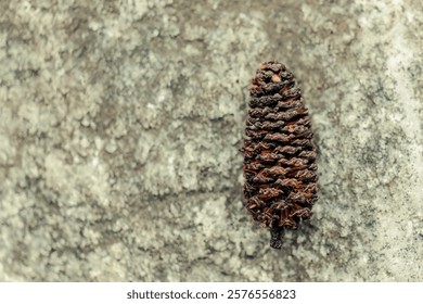 Macro photography of an alder dry catkin on a rock, in a forest in the eastern Andean mountains of central Colombia, near the town of Villa de Leyva.