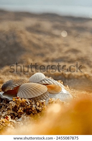 Similar – Foto Bild Muschelchen Strand klein