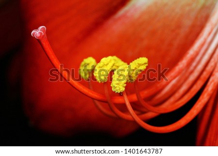 Similar – hibiscus Plant Flower