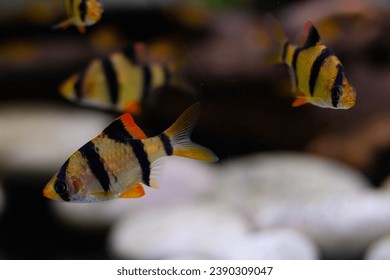 Macro Photography. Animal Close up. Macro photo of tiger barb fish roaming around in the aquarium. Exotic fish, Fish on tanks, Shot in Macro lens