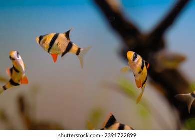 Macro Photography. Animal Close up. Macro photo of tiger barb fish swimming freely in the aquarium. Exotic fish, Fish on tanks, Shot in Macro lens