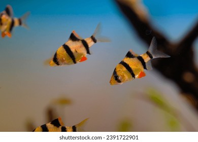 Macro Photography. Animal Close up. Macro photo of tiger barb fish swimming freely in the aquarium. Exotic fish, Fish on tanks, Shot in Macro lens