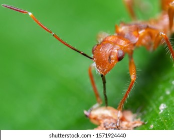 324 Bug poop Stock Photos, Images & Photography | Shutterstock