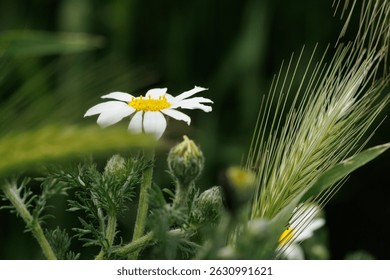 Macro photography background of a wild daisy next to spikes of wheat, Alcoy, Spain - Powered by Shutterstock - Get 15% off with code: PIKWIZARD15