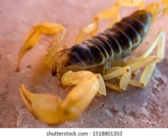 Macro Photography Of Bark Scorpions Caught In The Arizona Desert.