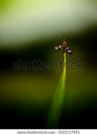 Similar – Image, Stock Photo She loves me! blossom