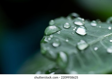 Macro Photography Of Beautiful Rain Drops On  Dark Green Leaf In The Morning. Close Up Leaf Texture In Nature. Natural Background