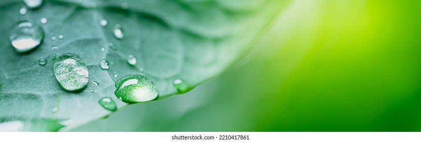 Macro Photography Of Beautiful Rain Drops On Green Leaf In The Morning. Close Up Leaf Texture In Nature. Cover Natural Background