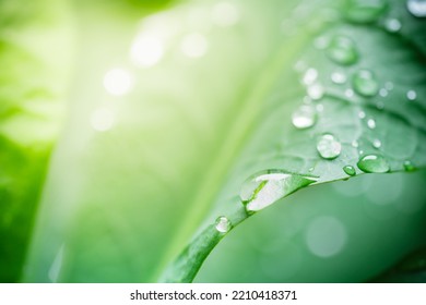 Macro Photography Of Beautiful Rain Drops On Green Leaf In The Morning. Close Up Leaf Texture In Nature. Natural Background