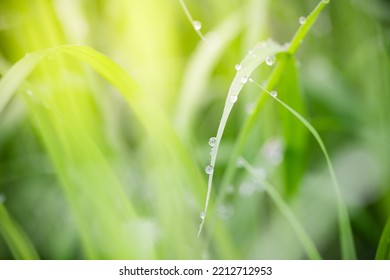 Macro Photography Of Beautiful Rain Drops On Green Leaf In The Morning. Close Up Leaf Texture In Nature. Natural Background