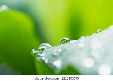 Macro Photography Of Beautiful Rain Drops On Green Leaf In The Morning. Close Up Leaf Texture In Nature. Natural Background