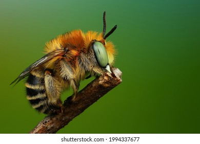 macro photography of a bee - Powered by Shutterstock