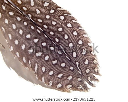 Macro photography of a bird's feather on a white background. Brown with a white pea- bird's feather close-up