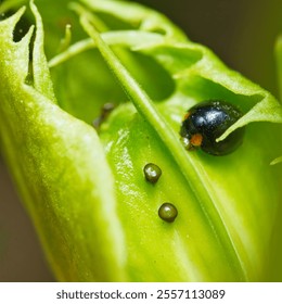 Macro photography of black ladybug on passion fruit flower bud in garden, Mahe, Seychelles - Powered by Shutterstock