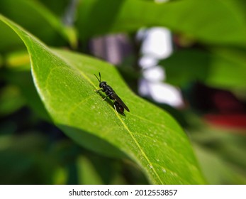 The macro photography of black soldier fly looking for food on the leaf.