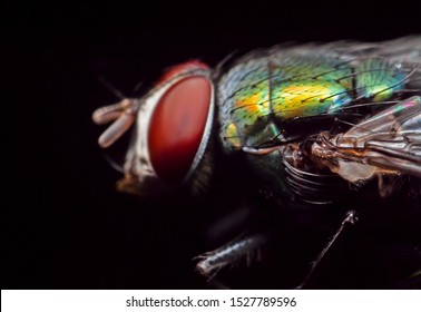Macro Photography of Blowfly Isolated on Black Background