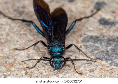 96 Blue mud dauber Images, Stock Photos & Vectors | Shutterstock