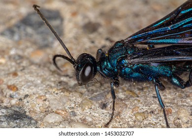 96 Blue mud dauber Images, Stock Photos & Vectors | Shutterstock