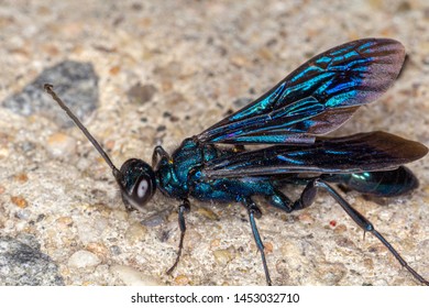 96 Blue mud dauber Images, Stock Photos & Vectors | Shutterstock