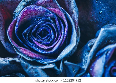 Macro photography of blue - neon roses with raindrops. Fantasy and magic concept. Selective focus.