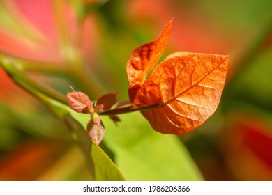 Macro Photography Of Bougainvillea (Caryophyllales) Flowers.