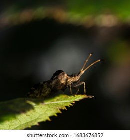 Macro Photography Of A Brown Bedbug On A Leaf That Is Hit By A Ray Of Light On The Head