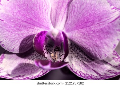 Macro photography of the budding phalaenopsis vivian. Background for the designer.