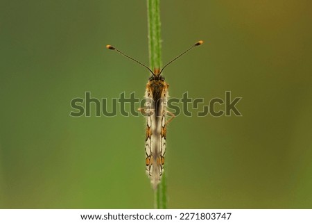 Macro photography of a butterfly Euphidryas aurinia with closed wings, North Spain