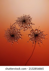 Macro photography by creating visualizations of dried gletang flowers (tridax procumbems) with the help of a cellphone screen so that details of water droplets and flower display effect
