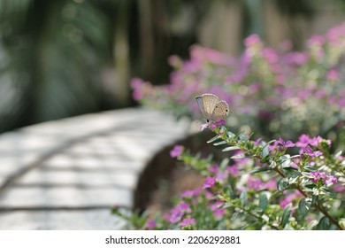 Macro photography. Up close to a butterfly stopping by the flowers. Leica photo.