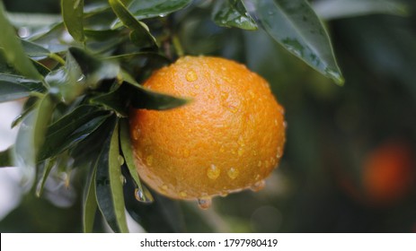 Macro photography closeup on an orange 