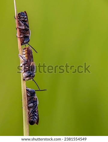 macro photography of cuckoo bee or also called leaf cutter bees