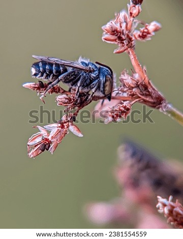 macro photography of cuckoo bee or also called leaf cutter bees