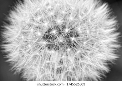 Photographie macro d'un Dandelion en mode noir et blanc