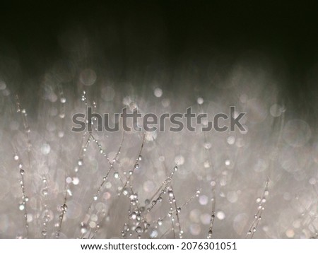 Similar – Image, Stock Photo beaded Drops of water