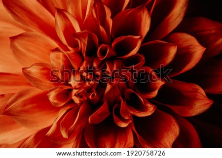 Macro photography of a dark red chrysanthemum. Delicate petals in selective focus. Concept of tenderness and fragility for the mother