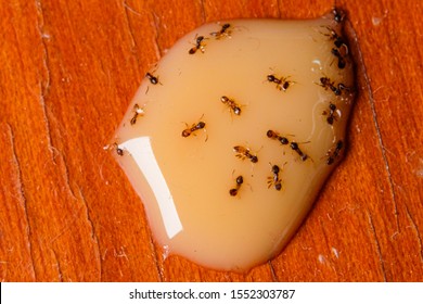 Macro Photography Of Dead Pharaoh Ants And Or Red House Ant In Condensed Milk.