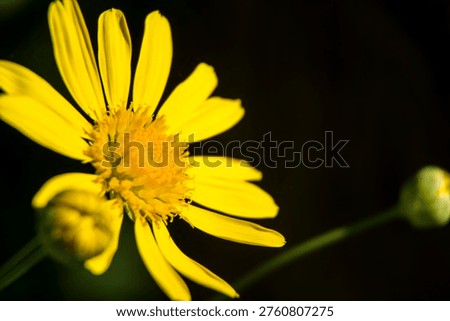 macro photography depth of field