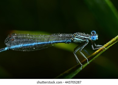 Macro Photography Dragonfly