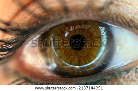 Similar – Image, Stock Photo All eyes on… Animal Pet